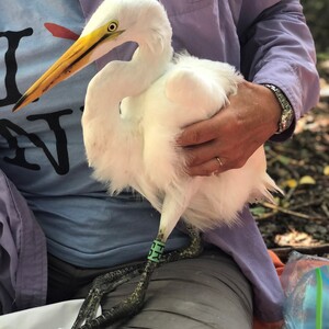 A fledgling Great Egret banded on an island in the Bronx. Photo: NYC Bird Alliance