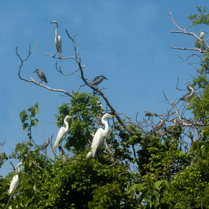 The nesting colony in NY Harbor includes Great and Snowy Egrets and Black-crowned Night-Herons, seen above, as well as Glossy Ibis, Double-crested Cormorants, and Great Black-backed and Herring Gulls. Photo: NYC Bird Alliance