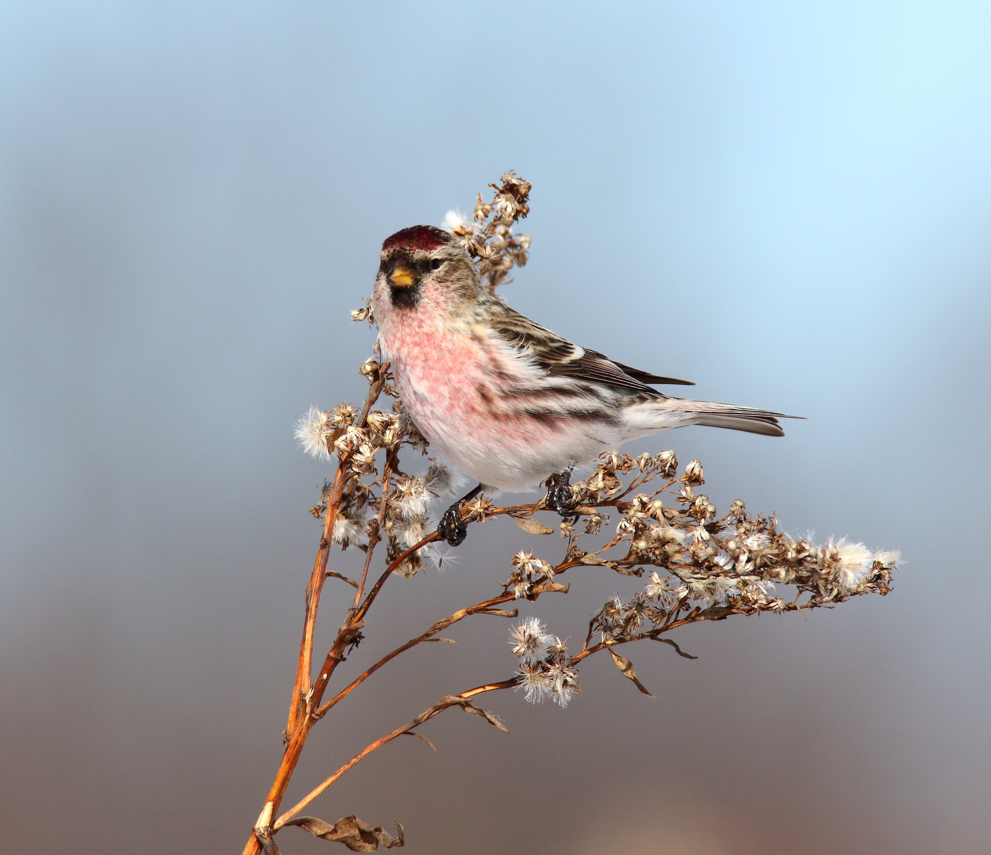 Unusual visitors from the north, like this Common Redpoll, sometimes turn up in Great Kills Park. Photo: <a href="https://www.flickr.com/photos/120553232@N02/" target="_blank">Isaac Grant</a>