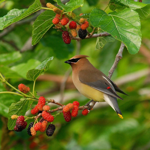 Cedar Waxwing. Photo: Joyce Stefancic/Audubon Photography Awards