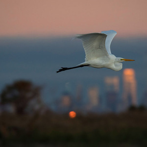 A Great Egret in flight in Jamaica Bay, Queens, against the Manhattan skyline. Photo: <a href="http://www.fotoportmann.com/" target="_blank" >François Portmann </a>