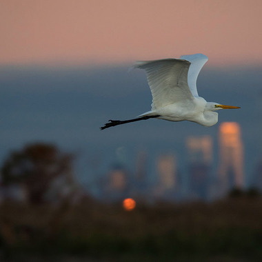 A Great Egret in flight in Jamaica Bay, Queens, against the Manhattan skyline. Photo: <a href="http://www.fotoportmann.com/" target="_blank" >François Portmann </a>