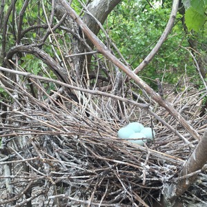 Snowy Egret nests like this one are made of fine sticks and can host as many as six eggs. Photo: Christopher Girgenti