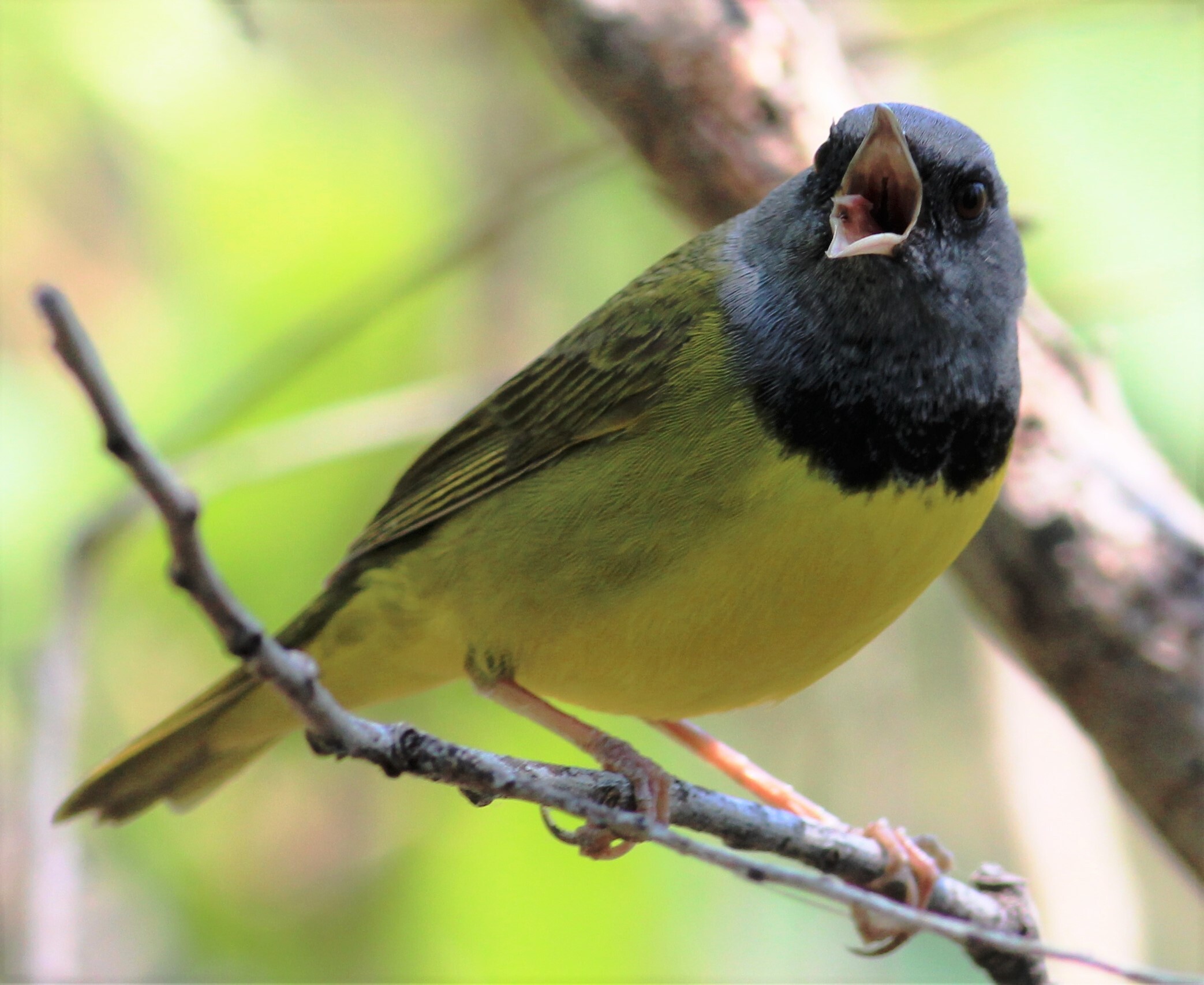 Though not an easy anywhere in New York City, the short, puncuated song of the Mourning Warbler is sometimes heard in late spring in Forest Park. <a href="https://www.flickr.com/photos/40928097@N07/8754780779/" target="_blank">Photo</a>: Tom Benson/<a href="https://creativecommons.org/licenses/by-nc-nd/2.0/" target="_blank">CC BY-NC-ND 2.0</a>