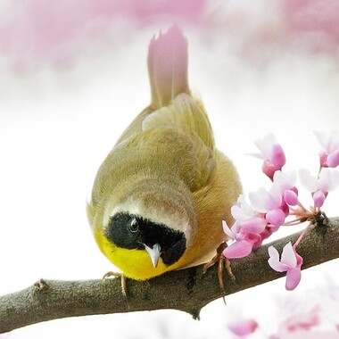 The Common Yellowthroat, indeed a common migrant and breeding bird in New York City's wilder spots, is the most frequently found collision victim here, among the warbler species. Photo: <a href="https://laurameyers.photoshelter.com/index" target="_blank">Laura Meyers</a>