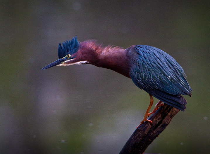 Check the edges of Strack Pond carefully for Green Heron. Photo: <a href="https://www.fotoportmann.com/" target="_blank">François Portmann</a>