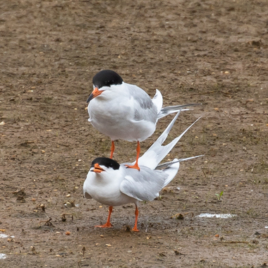 Forster's Terns, known by their long white tail feathers and silvery upper primaries, nest in Jamaica Bay, as well as in Staten Island's Fresh Kills Park. Photo: <a href="https://www.flickr.com/photos/144871758@N05/" target="_blank">Ryan F. Mandelbaum</a>