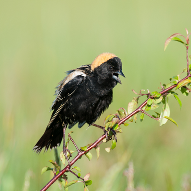 Bobolink. Photo: Bookguy / Getty Images
