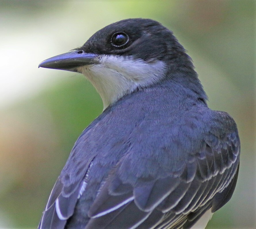 An Eastern Kingbird offers a close look as it comes to drink at the Water Hole. Photo: <a href="http://www.10000birds.com/author/corey" target="_blank">Corey Finger</a>