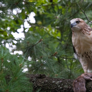 A Red-tailed Hawk captures a rat in Fort Tyron Park, Manhattan. <a href="https://www.flickr.com/photos/ennuipoet/4977385601/in/photolist-2iFBjPb-nijCx3-cg2Ss9-nijwGp-EousTV-9BetMf-WjmaDb-VkJK84-nD96Me-8zQoNM-a2x9dW-8zQrVk-8zTx6L-8zQmPK-8zQn9i-8zQqx4-8zQpk8-8zTv1A-8zTtf5-8zTy1J-8zTrD3-EouBnD-8zTyym-8zQj9i-9xyjXB-cjkdFE-8zTsEG-8zTsg5-8zQkQV-8zTtCw-8zTrU7-8zTvmd-8zTyNq-8zTvDy-8zTuDj-8zQiRi-8zTwP1-9xt3VX-cuXoGy-8zTwgN-9cRw5A-9Be7Rw-9ckoNH-9B8BG7-9Azriu-2k9QL3T-9xt3Vp-8zQr8x-9xt3Vz-9zoYGb" target="_blank" >Photo</a>: Dave Bledsoe/<a href = "https://creativecommons.org/licenses/by-nc-sa/2.0" target="_blank">CC BY-NC-SA 2.0</a>