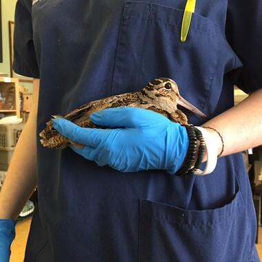The shy and well-camouflaged American Woodcock both migrates through and nests in New York City. Many woodcocks become bewildered as they attempt to navigate the City's terrain of glass and cement. This bird was taken to Manhattan's Wild Bird Fund to be rehabilitated. Photo: MaryJane Boland