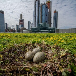 Herring Gull eggs on the Jacob K. Javits Convention Center Green Roof. Photo: Jacob K. Javits Convention Center