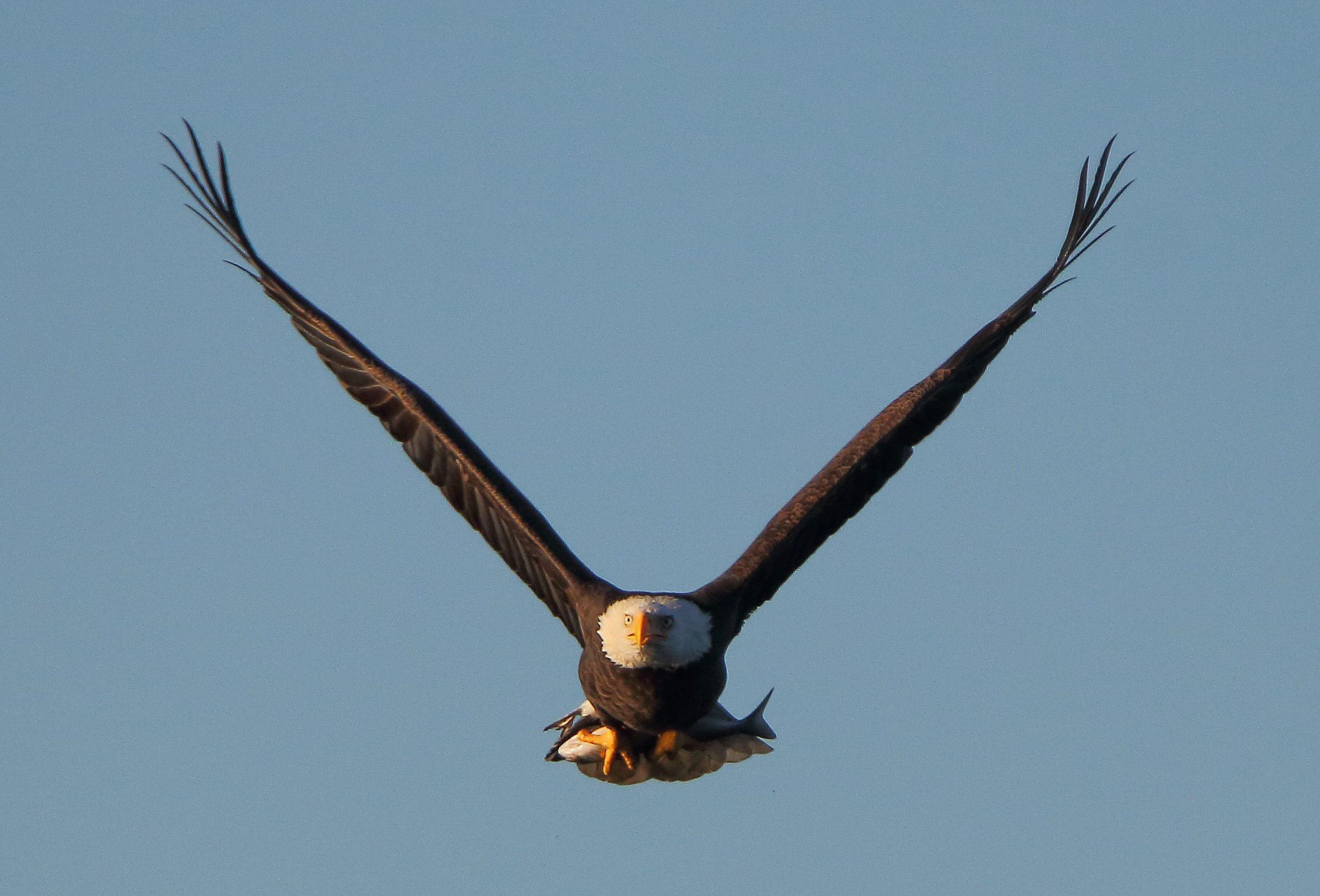 A local Staten Island Bald Eagle with its catch, in 2015. Photo: Lawrence Pugliares