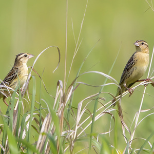 Female Bobolinks. Photo: <a href="https://pbase.com/btblue" target="_blank" >Lloyd Spitalnik</a>