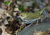 An Ovenbird demonstrates its classic strut. Photo: <a href="https://www.lilibirds.com/" target="_blank" >David Speiser</a>