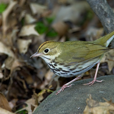 An Ovenbird demonstrates its classic strut. Photo: <a href="https://www.lilibirds.com/" target="_blank" >David Speiser</a>