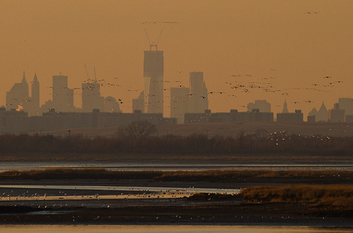 Much of NYC Bird Alliance’s early habitat preservation work involved the protection of undeveloped properties bordering Jamaica Bay. Photo: <a href="http://www.fotoportmann.com/" target="_blank" >François Portmann</a>