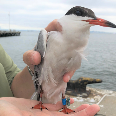 A banded adult Common Tern on Governors Island; the geolocator tag is visible on the bird’s left leg. Photo: NYC Bird Alliance