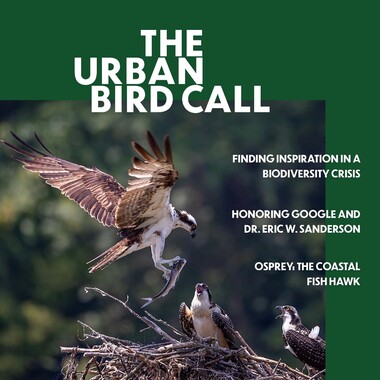 Fall 2026 Urban Bird Call.