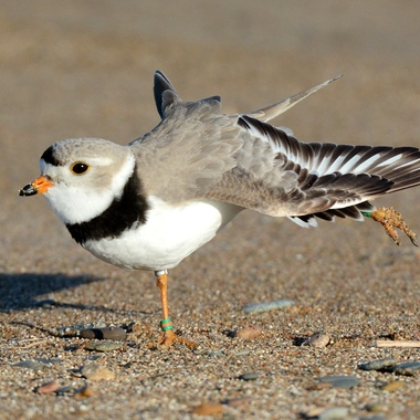 Monitoring of Piping Plovers (see this adult bird’s multiple leg bands) allows conservationists to collect data such as habitat use and survival rates that may help stem this vulnerable species’ decline. <a href="https://www.flickr.com/photos/usfwshq/25698293275/" target="_blank" >Photo</a>: Jim Hudgins/USFWS/<a href="https://creativecommons.org/licenses/by-nc/2.0/" target="_blank" >CC BY 2.0</a>