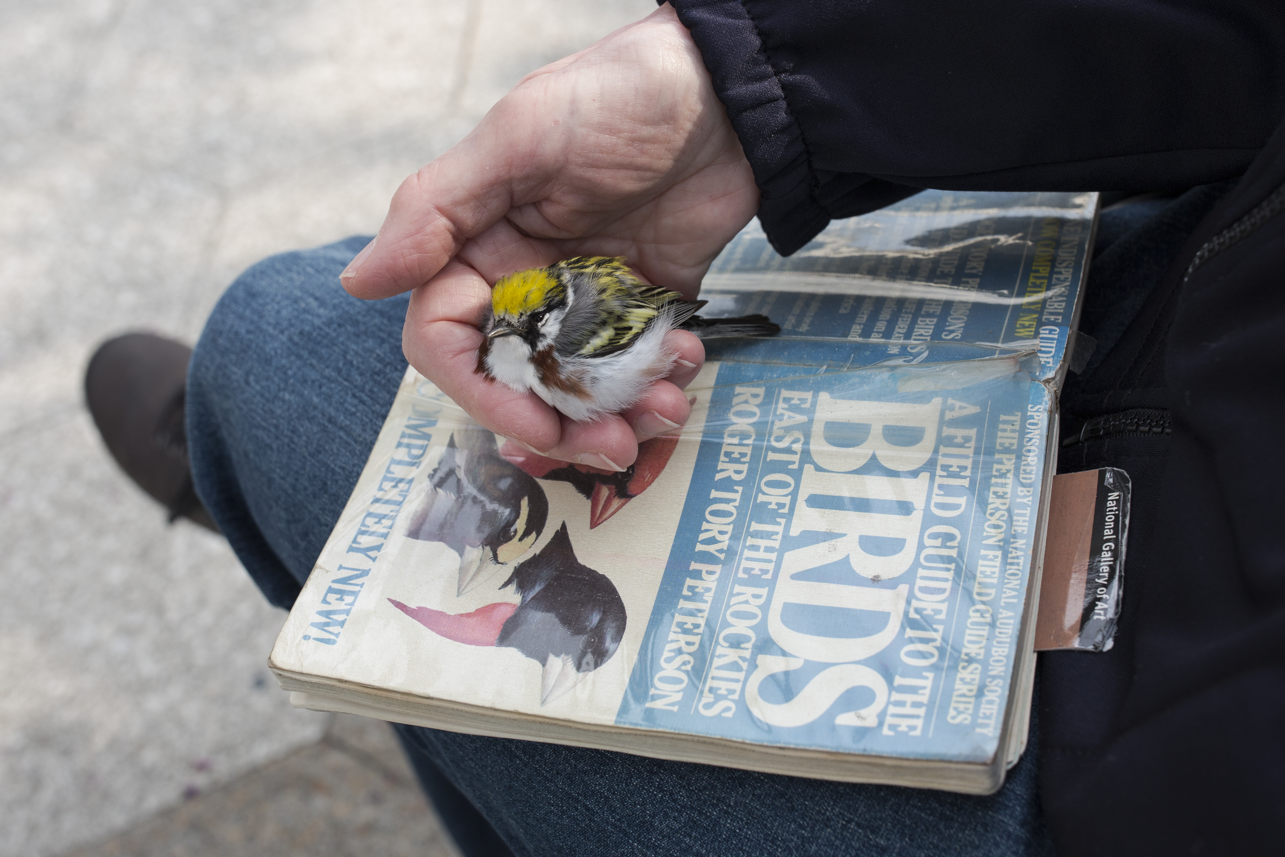 This injured Chestnut-sided Warbler, collected by a Project Safe Flight volunteer, was taken to a licensed rehabilitator. Photo: Sophie Butcher