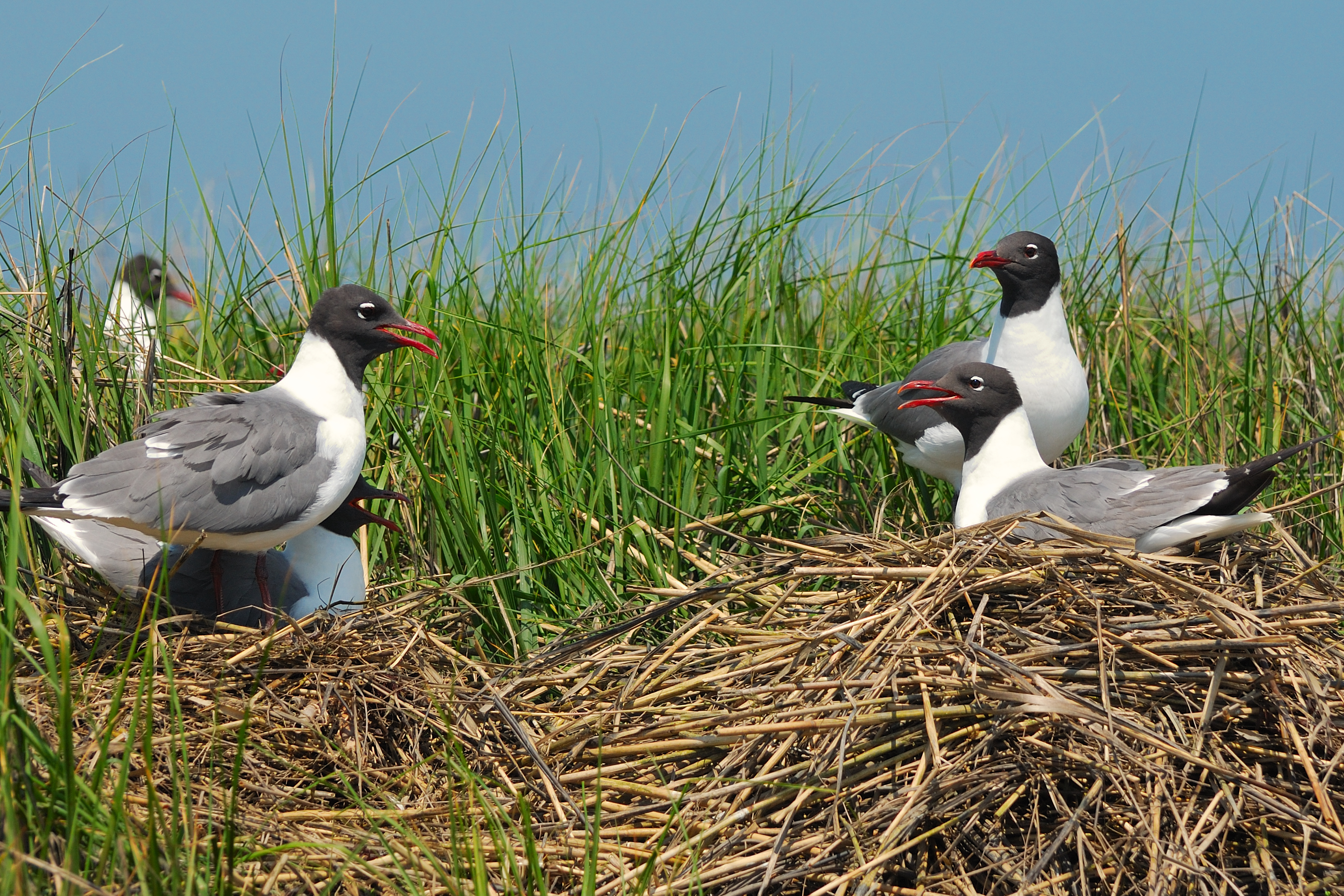 Joco Marsh, an extensive, tidally flooded salt marsh adjacent to the runways of John F. Kennedy International Airport, hosts a large waterbird colony that in recent years has included Laughing Gull (pictured here), Common Tern, and Forster’s Tern. <a href="https://www.flickr.com/photos/albertovo5/3614862899/" target="_blank" >Photo</a>: Alberto_V05/<a href="https://creativecommons.org/licenses/by-nc/2.0/" target="_blank" >CC BY 2.0</a>
