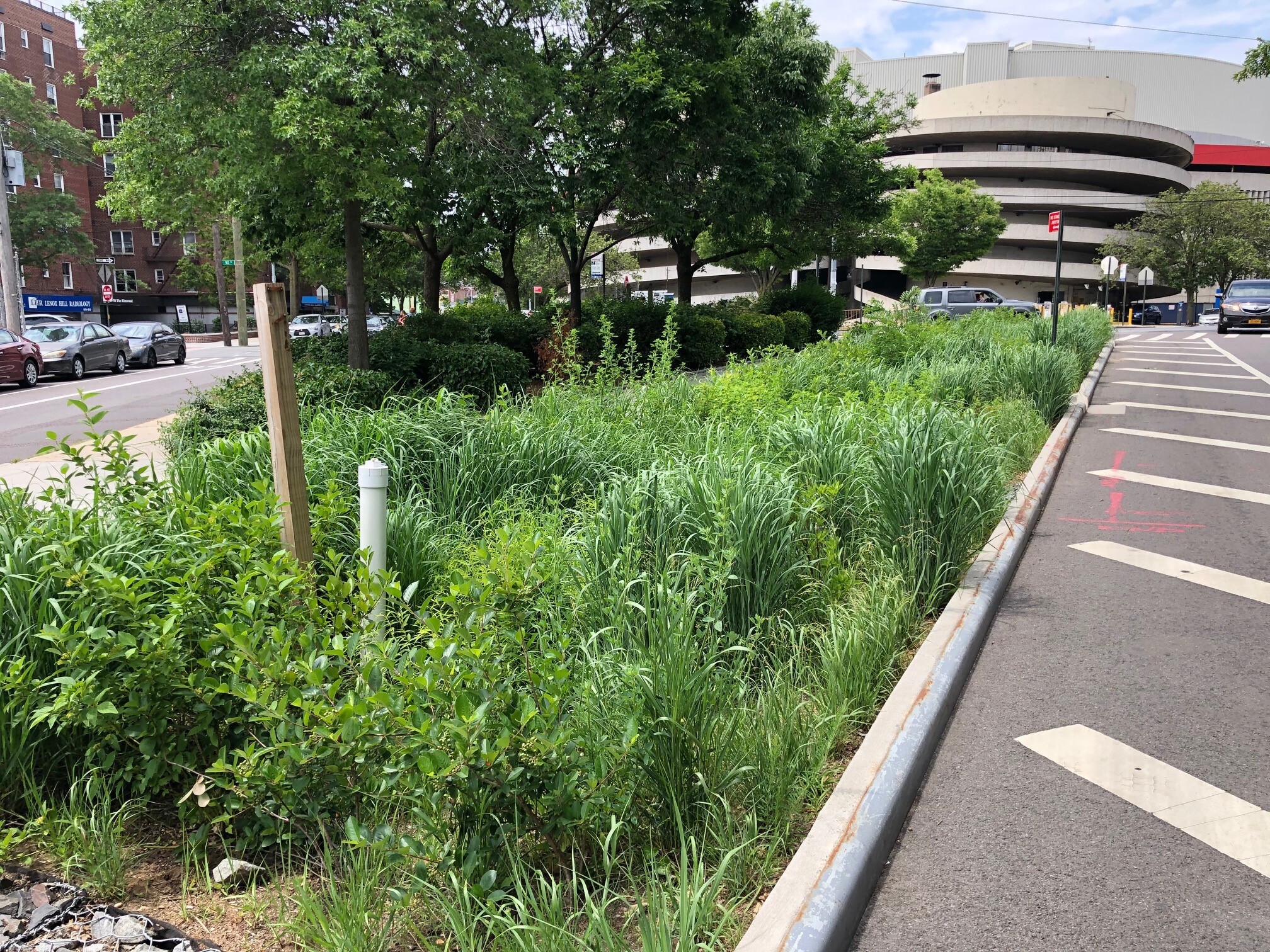The Justice Avenue Bioswale incorporates native plants, mimicking natural conditions and flowering throughout the growing seasons, and provides benefits for pollinators, birds, and humans—all while capturing stormwater. Photo: NYC Bird Alliance