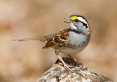 <a name="profiles"></a>A “white-striped” White-throated Sparrow. Photo: <a href="https://www.lilibirds.com/" target="_blank" >David Speiser</a>