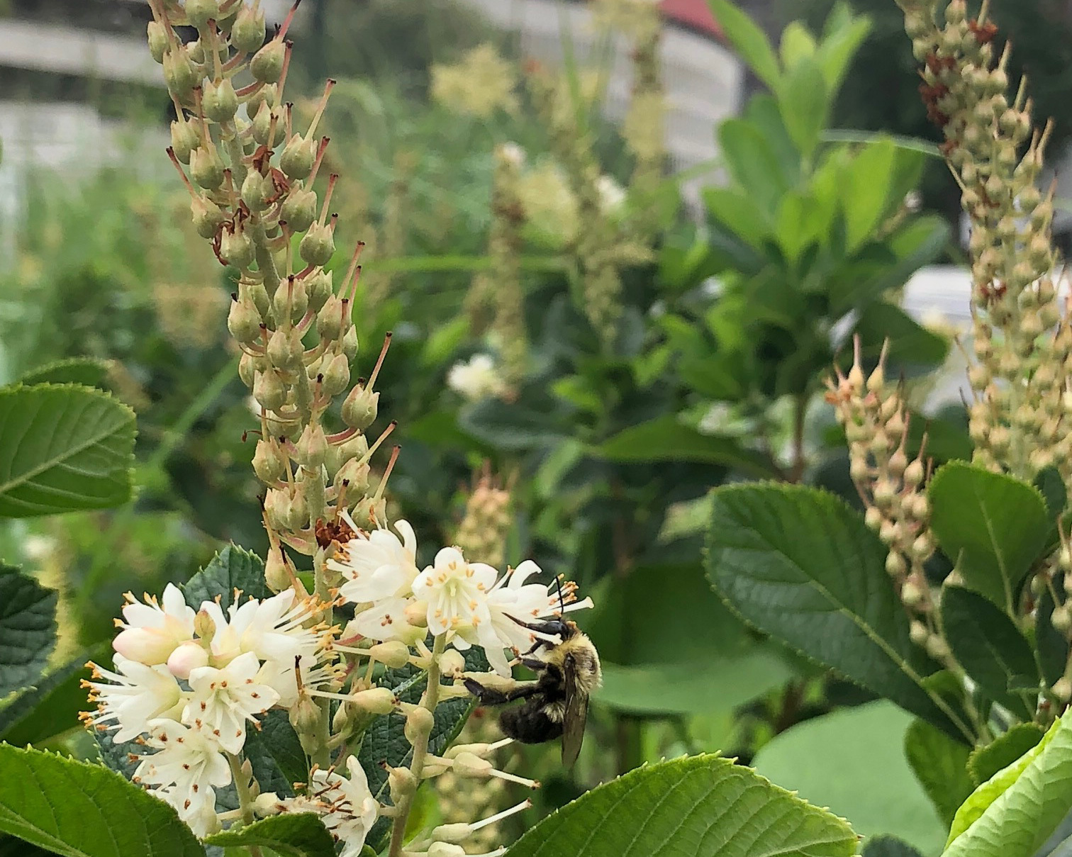 Sweet Pepperbush planted at Justice Avenue attracts pollinators such as bees. Photo: NYC Bird Alliance