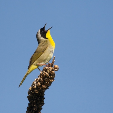 Male Common Yellowthroats sing on nesting territory in many of New York City’s larger parks. <a href="https://www.flickr.com/photos/kcarver/3738946970/" target="_blank" >Photo</a>: Keith Carver/<a href="https://creativecommons.org/licenses/by-nc-nd/2.0/" target="_blank" >CC BY-NC-ND 2.0</a>
