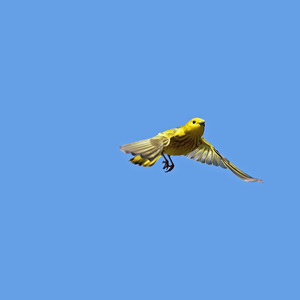 Yellow Warblers migrate through New York City, stopping in our parks to feed and rest. This beautiful species also nests in all five boroughs. Photo: Pat Schleiffer