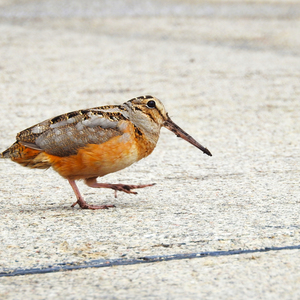 Disoriented American Woodcocks are a surprising but all too common sight on New York City sidewalks during migration. Photo: Teri Shors/Audubon Photography Awards