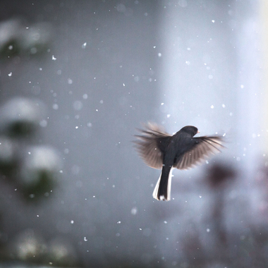 The junco’s white tail edges, which often flash when the bird takes flight, can provide a quick ID. Photo: Colleen Dubois/Audubon Photography Awards
