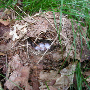 Ovenbirds are named for the oven-like nest they build on the ground. <a href="https://www.flickr.com/photos/vtebird/3646788815/" target="_blank" >Photo</a>: Kent McFarland/<a href="https://creativecommons.org/licenses/by-nc/2.0/" target="_blank" >CC BY-NC 2.0</a>