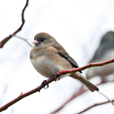 The upperparts of the female Dark-eyed Junco are a delicate combination of light grays and warm browns. <a href="https://www.flickr.com/photos/tmurray74/38055477665/" target="_blank" >Photo</a>: Tom Murray/<a href="https://creativecommons.org/licenses/by-nc/2.0/" target="_blank" >CC BY-NC 2.0</a>