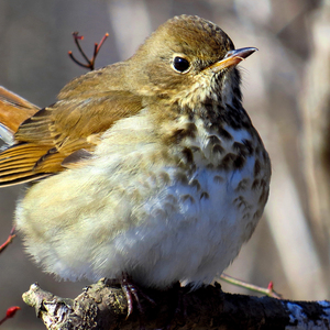 A Hermit Thrush characteristically cocks its tail upwards in a quick motion, and then slowly lowers it. Photo: David Cooney Jr./Great Backyard Bird Count