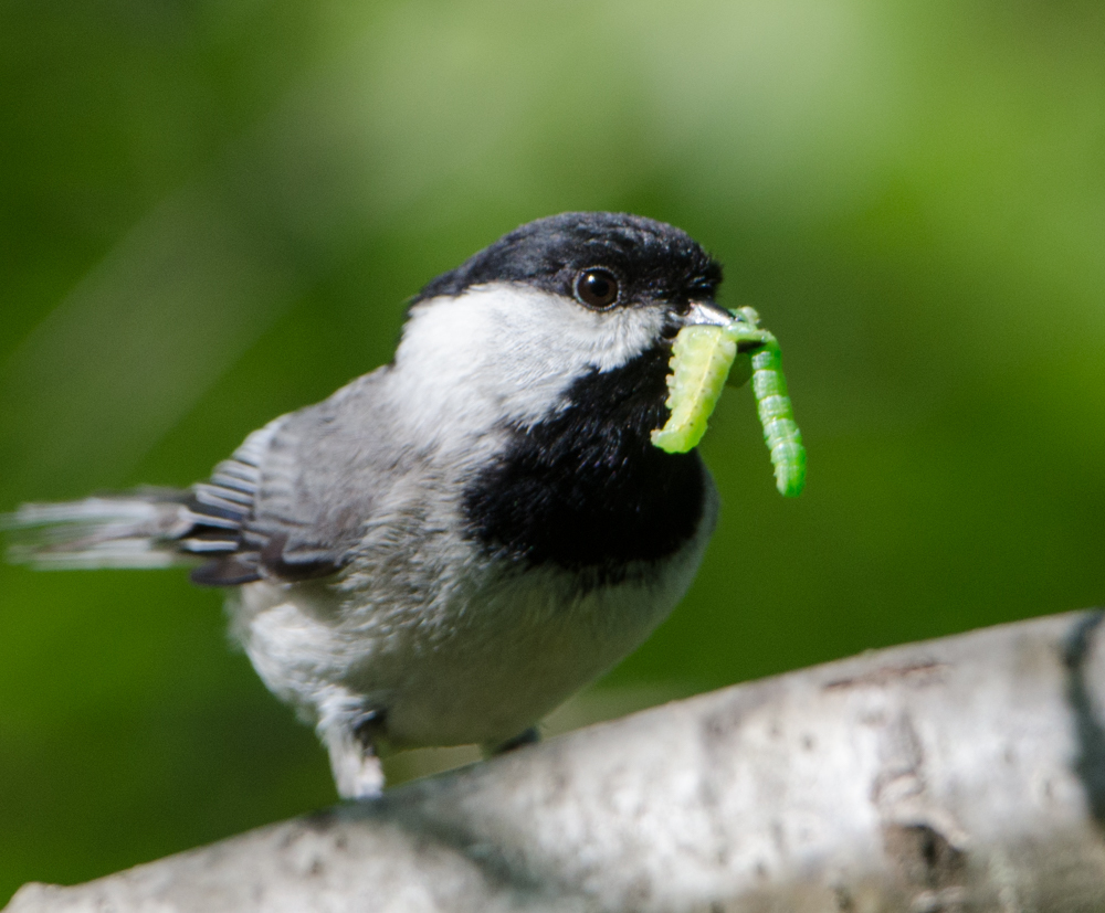 A Carolina Chickadee delivers a caterpillar to its young. Photo: Douglas Tallamy