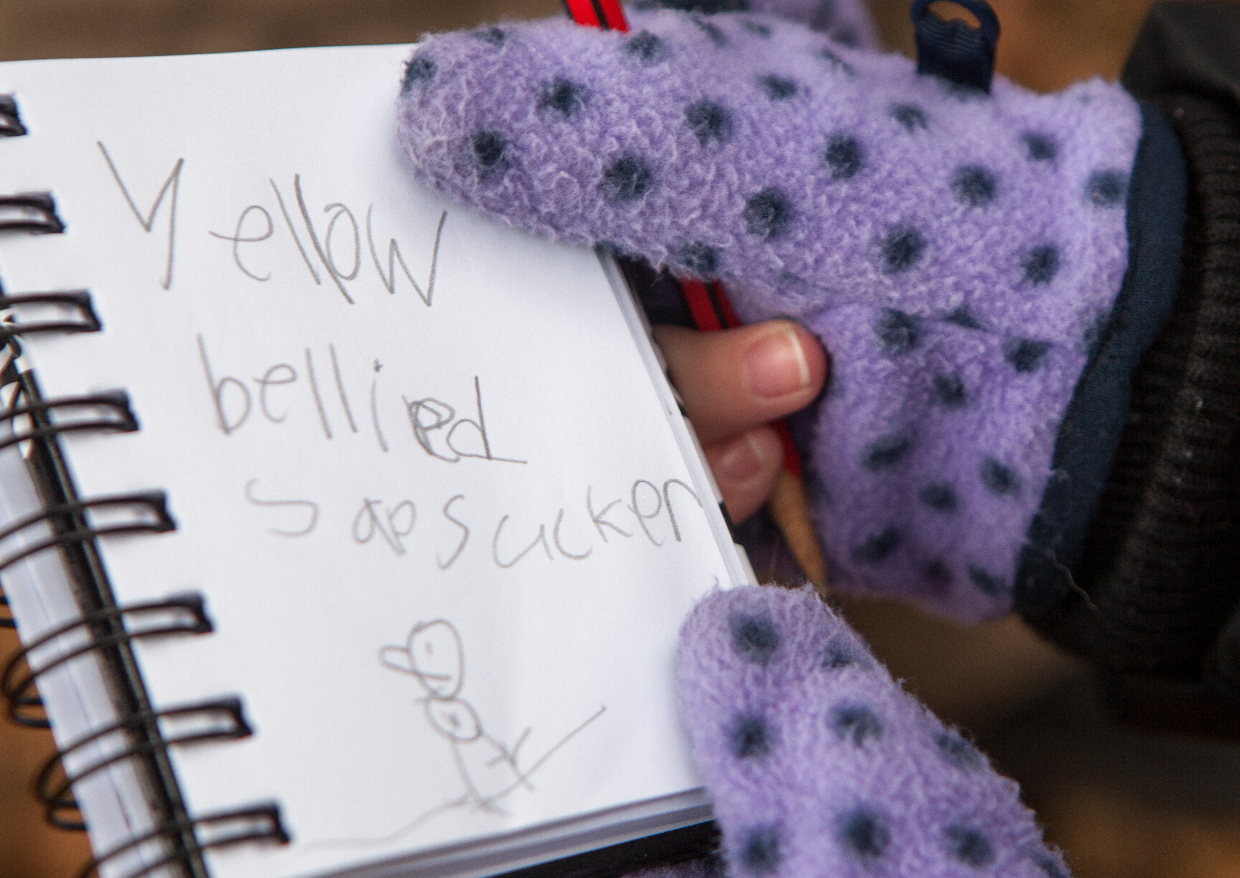 An aspiring field guide creator at work. Photo: Camilla Cerea/National Audubon