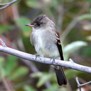 The plaintive song of the Eastern Wood-Pewee can be heard in the Staten Island Greenbelt, where it nests. Photo: <a href="https://www.flickr.com/photos/120553232@N02/" target="_blank">Isaac Grant</a>
