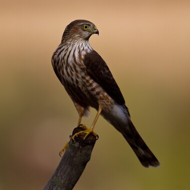 Sharp-shinned Hawks migrate through and sometimes winter in Brooklyn. Photo: <a href="https://www.fotoportmann.com/" target="_blank">François Portmann</a>