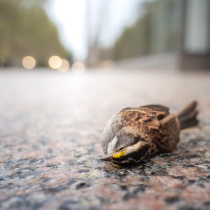 White-throated Sparrow that collided with a building. Photo: Winston Qin