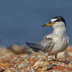 A Least Tern on Wolfe's Pond Beach. Photo: <a href="https://www.flickr.com/photos/120553232@N02/" target="_blank">Isaac Grant</a>