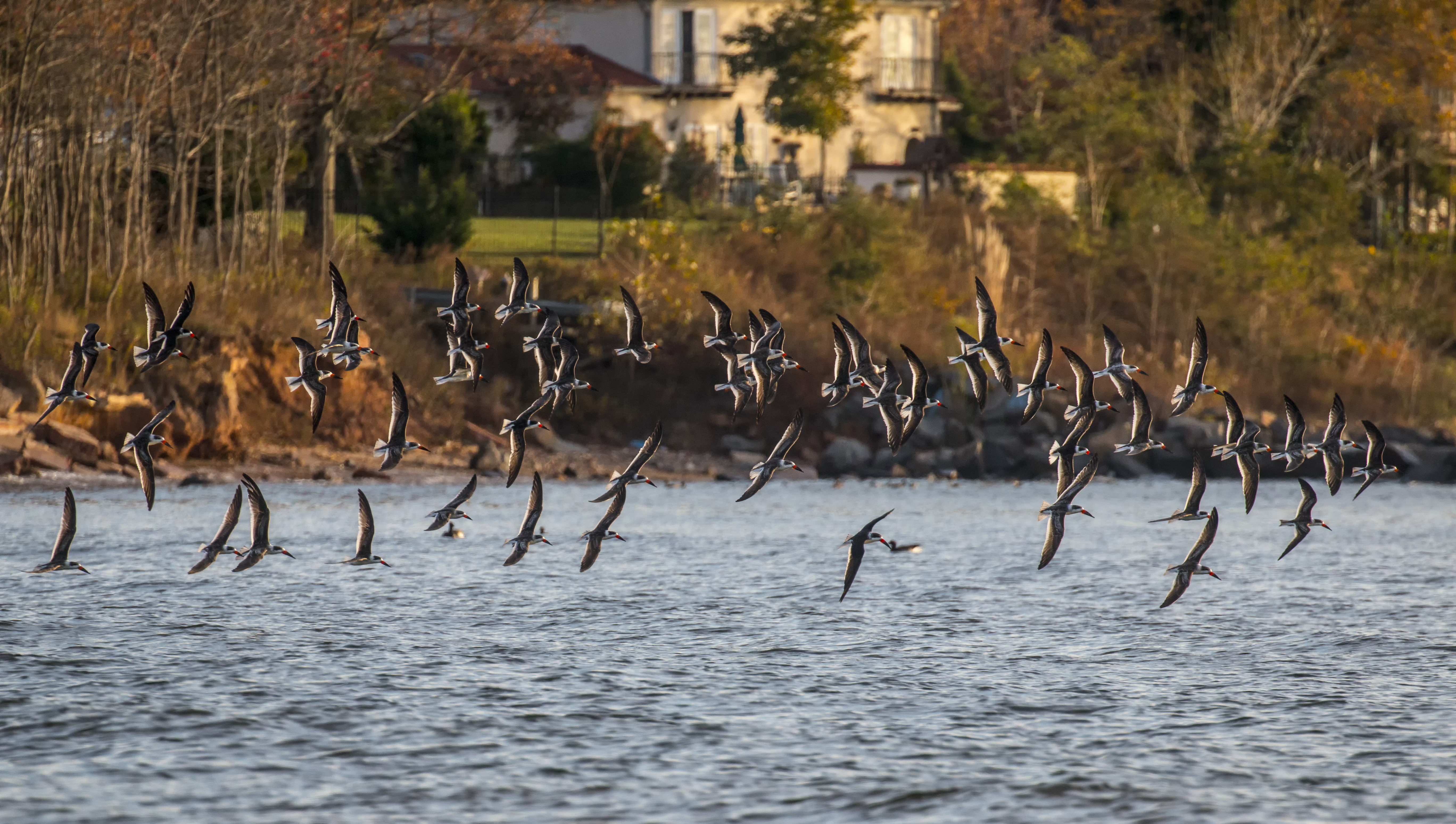 Black Skimmers visit Wolfe's Pond.  Photo: <a href="https://www.flickr.com/photos/51819896@N04/" target="_blank">Lawrence Pugliares</a>