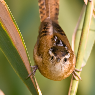 The Marsh Wren's reedy song can be heard in Jamaica Bay. Photo: <a href="https://www.lilibirds.com/" target="_blank">David Speiser</a>