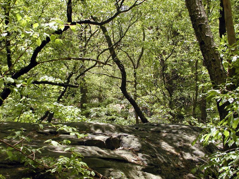 The boulder-strewn woods of the Central Park Ramble. <a href="https://www.flickr.com/photos/bdsworld/14027158" target="_blank" >Photo</a>: B.D.’s world/<a href="https://creativecommons.org/licenses/by-sa/2.0/" target="_blank" >CC BY-SA 2.0</a>