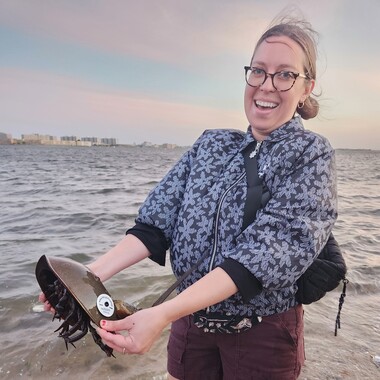 Every year, NYC Bird Alliance recruits community science volunteers to help count, measure, and tag horseshoe crabs in Jamaica Bay. Photo: NYC Bird Alliance 