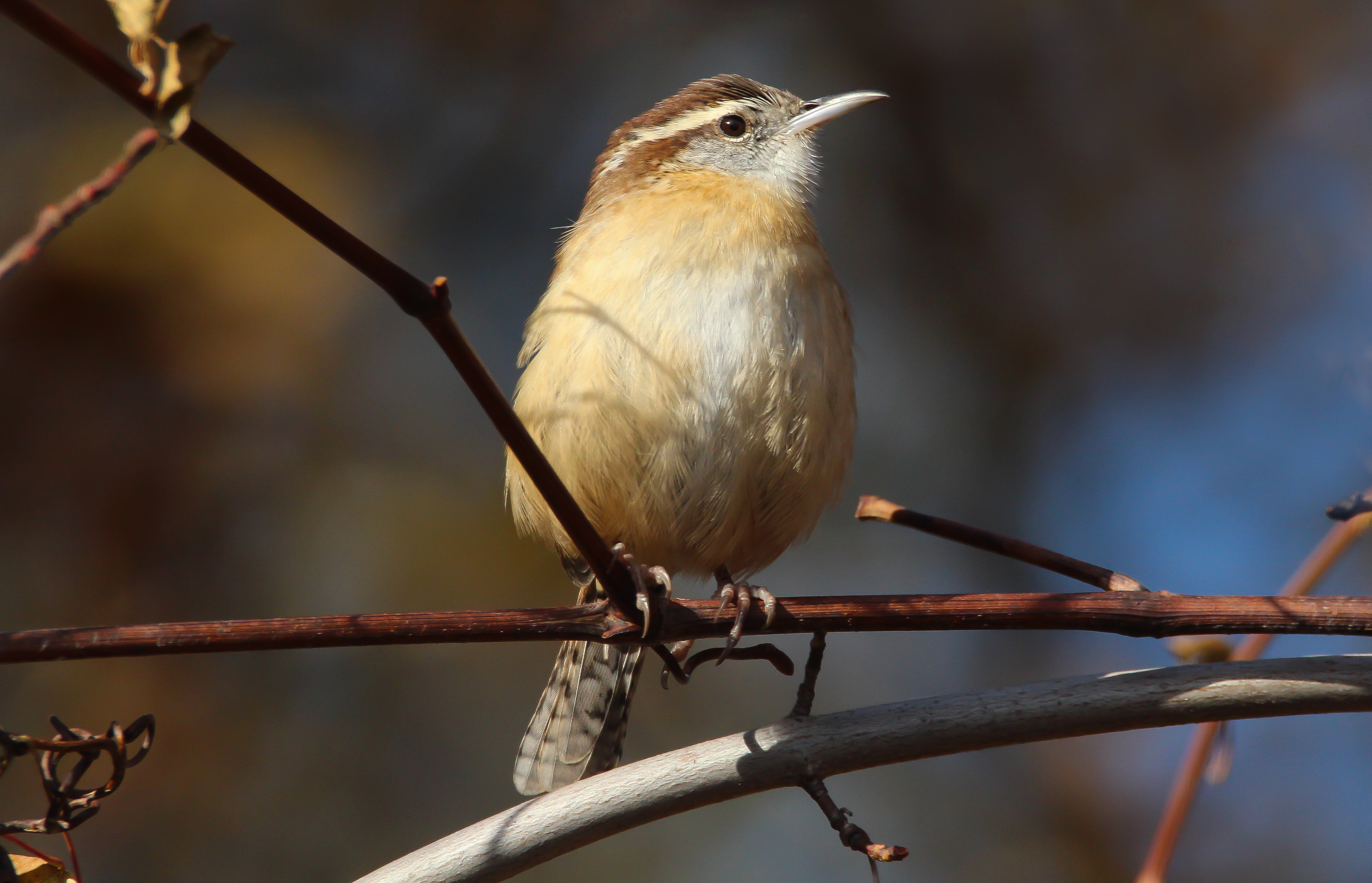 The "Teakettle, teakettle" song of the Carolina Wren can be heard in Latourette Park. Photo: <a href="https://www.flickr.com/photos/89780664@N05/" target="_blank">Dave Ostapiuk</a>