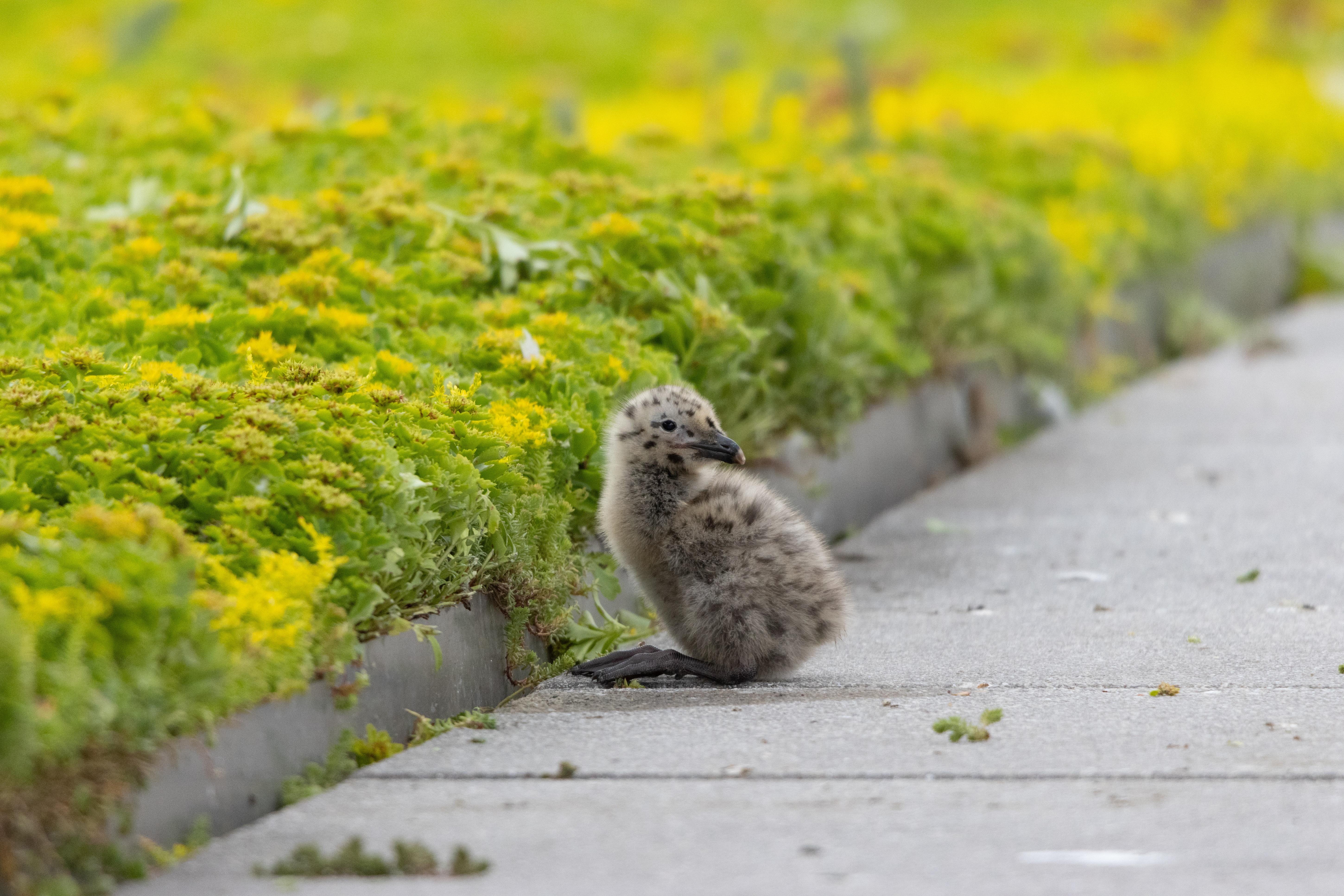 Herring Gull Chick atop Javits Center green roof