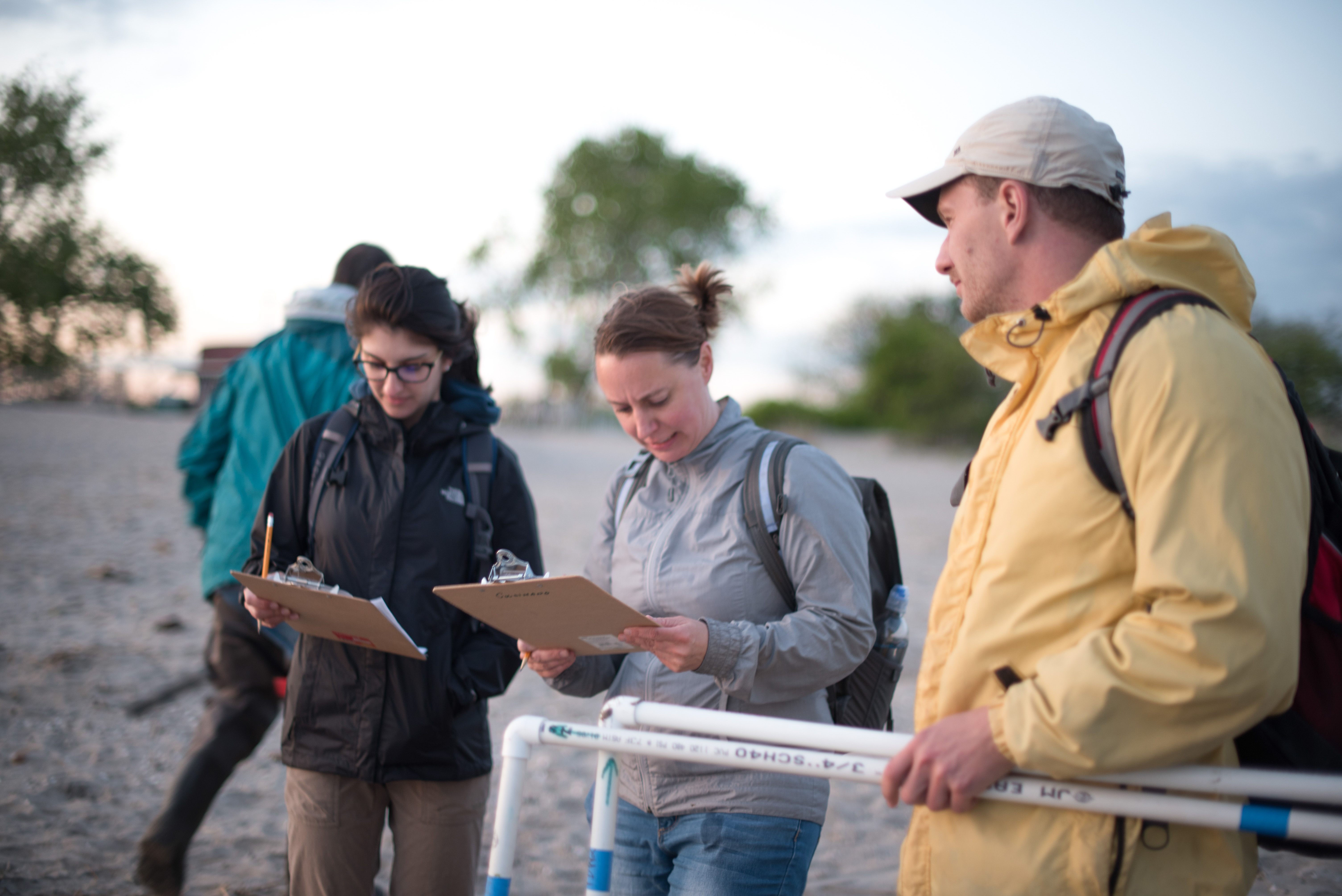 Horseshoe crab monitoring at Plumb Beach. Photo: NYC Bird Alliance