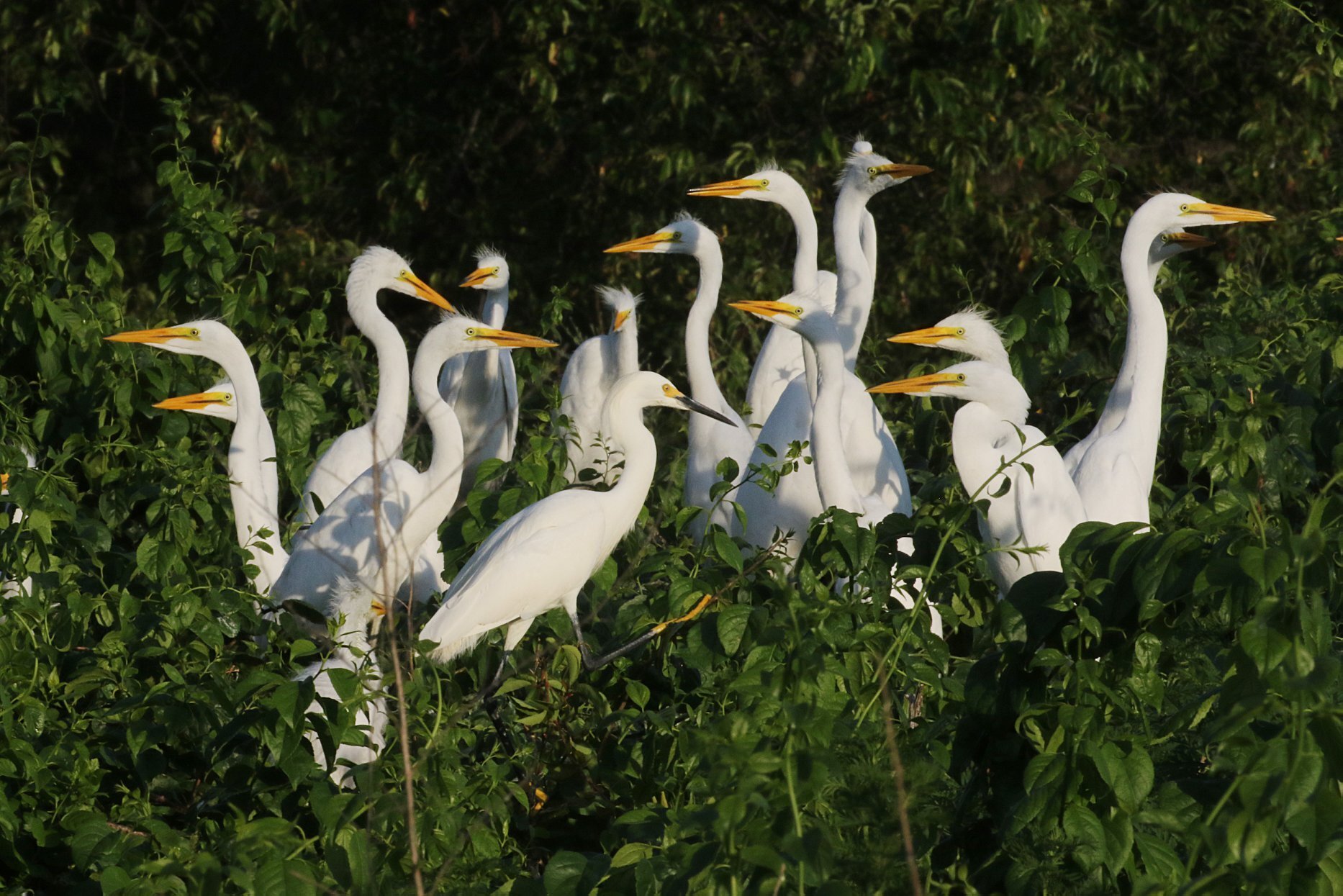 Great Egrets. Photo: Don Riepe